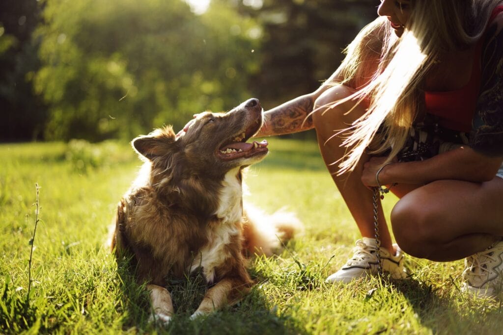 Dog boarding and training Dog boarding and training