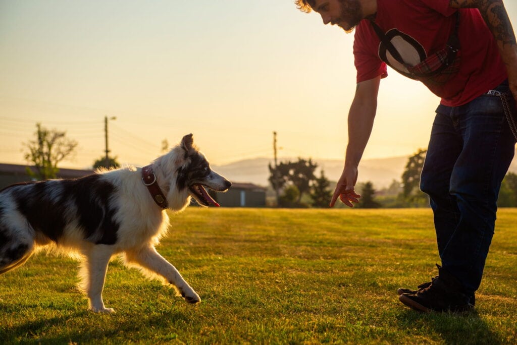 Dog boarding and training 2 Dog boarding and training 2