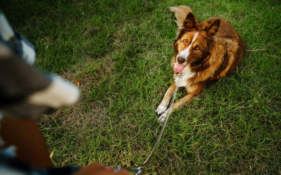 10 Dog Boarding and Training Benefits in One Familiar Facility