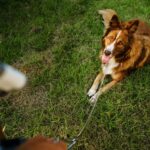 How to train a dog to walk on a leash 3